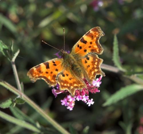 Réf. 196 685 : Polygonia c-album